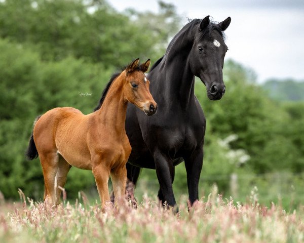 horse Soley B (Trakehner, 2023, from Kenneth)