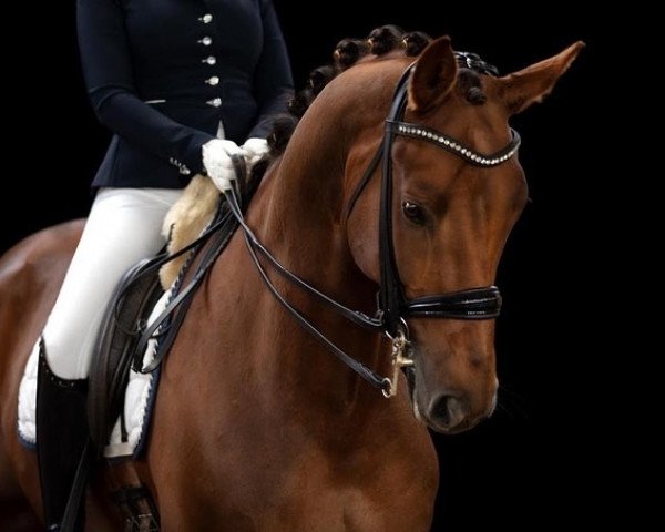 dressage horse Sputnik 121 (Hanoverian, 2014, from Scuderia) dressage horse Sputnik 121 (Hanoverian, 2014, from Scuderia)