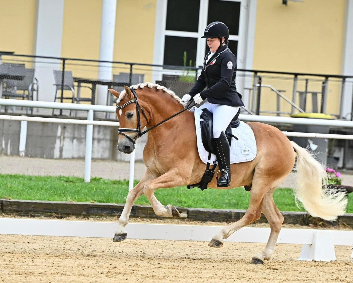 Dressage horse Agassi (Haflinger, 2017, from Amore Mio)