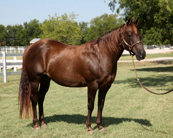 broodmare Leolita Step (Quarter Horse, 1989, from Forty Seven)