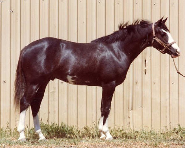 stallion Wild Man (Paint Horse, 1975, from Wild Wasp) stallion Wild Man (Paint Horse, 1975, from Wild Wasp)