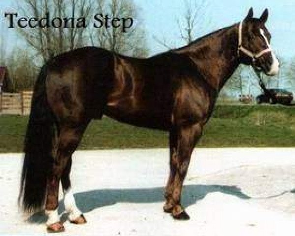 stallion Teedona Step (Quarter Horse, 1988, from Solanos Peppy San)
