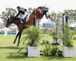 jumper Cruz (Danish Warmblood, 2009, from Volstrups Casillas)