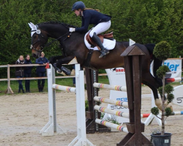 jumper Lavallo 16 (Westphalian, 2003, from Lancer III)