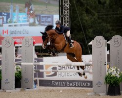 jumper Favoriet Hbc (KWPN (Royal Dutch Sporthorse), 2010, from Cantos)