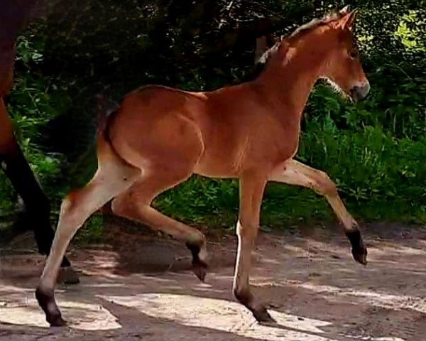 horse Stute von Danone / Rockefeller (Oldenburg, 2022, from Danone 4)
