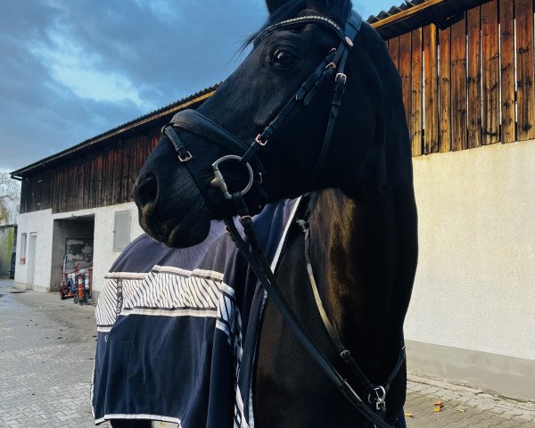 broodmare Freya VT (Westphalian, 2009, from Floresco NRW)