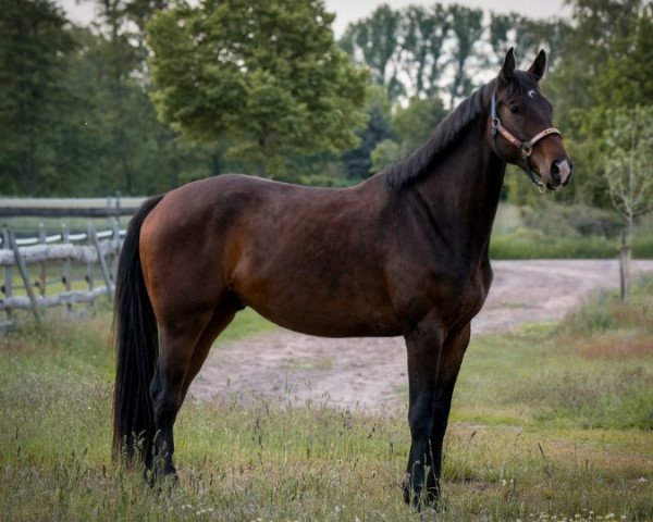 horse Tri State Corner (Oldenburg, 2018, from Total Spezial)