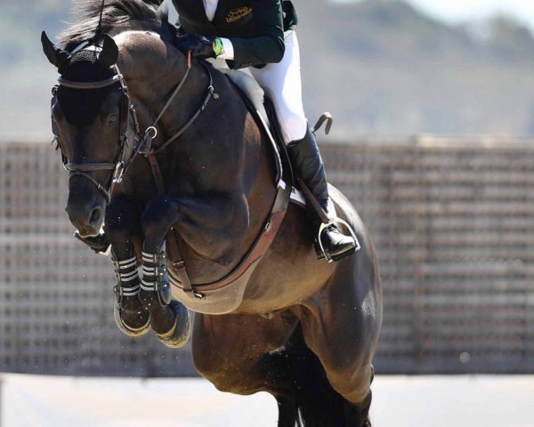 Springpferd Sandetto (Oldenburger Springpferd, 2008, von Sandro Boy)