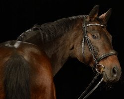 dressage horse Sniff 3 (unknown, 2000)
