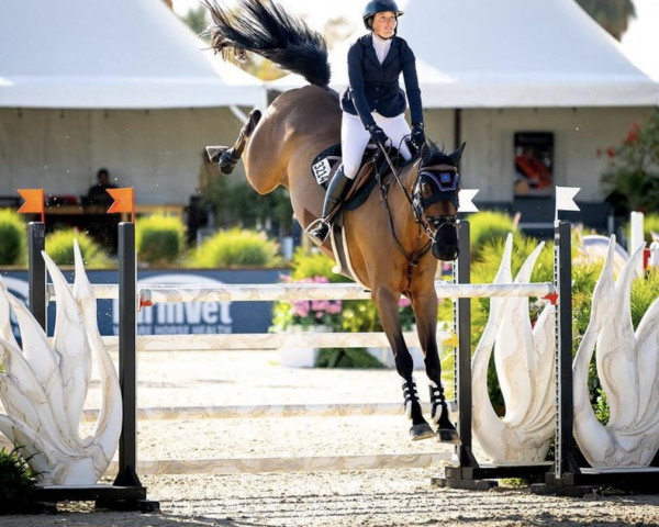 jumper Comrado (German Sport Horse, 2011, from Como) jumper Comrado (German Sport Horse, 2011, from Como)