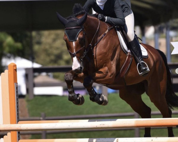 Springpferd Nkh Quanto (Holsteiner, 2006, von Quidam de Revel)
