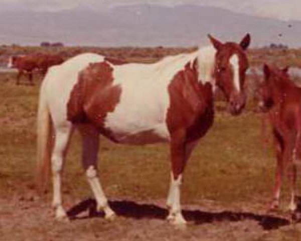 Zuchtstute Cheyenne Lil (Paint Horse, 1963, von Cocoa Bars)