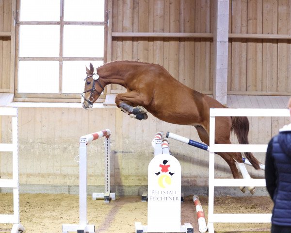 Pferd Benito (Deutsches Sportpferd, 2020, von Baloutaire PS)