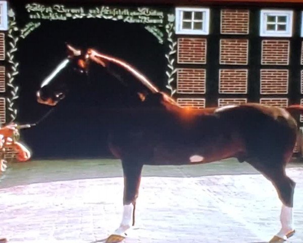 Video of Furioso II