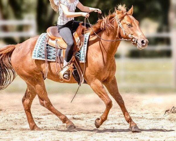 Pferd TQR Little Fighter (Quarter Horse, 2017)