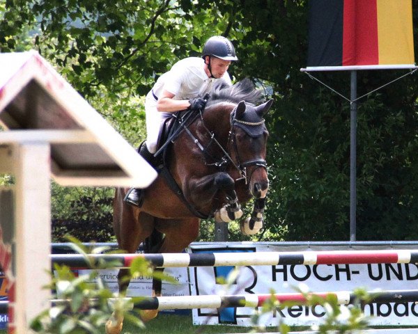jumper Coco Chanel 311 (Oldenburg show jumper, 2017, from Coupe Gold)