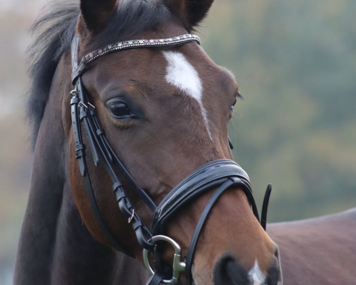 dressage horse Quadrixi 3 (Hanoverian, 2017, from Qualito)