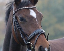 dressage horse Quadrixi 3 (Hanoverian, 2017, from Qualito)