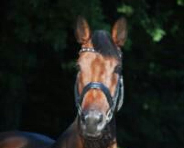 jumper Corrada 24 (Westphalian, 2007, from Contago)