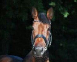 jumper Corrada 24 (Westphalian, 2007, from Contago)