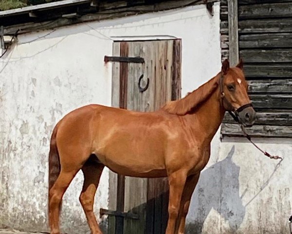 jumper Coco Chanel 285 (German Riding Pony, 2002, from Cadillac)