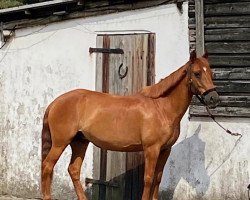 Springpferd Coco Chanel 285 (Deutsches Reitpony, 2002, von Cadillac)
