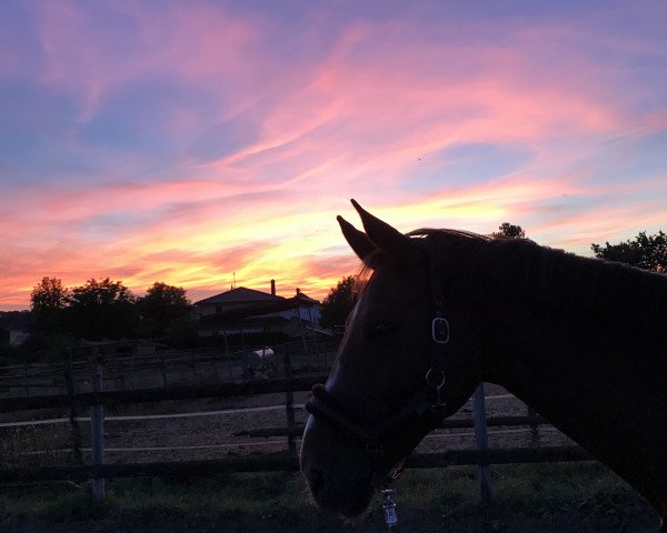 broodmare Donnamenica (Hanoverian, 2012, from Swarovski)
