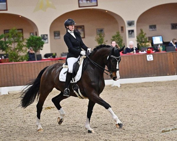 dressage horse Flappersnap Deluxe (Hanoverian, 2014, from Fürstenhof)