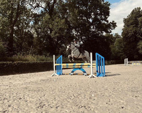 jumper Centuva (Italian Warmblood, 2010, from Cento)