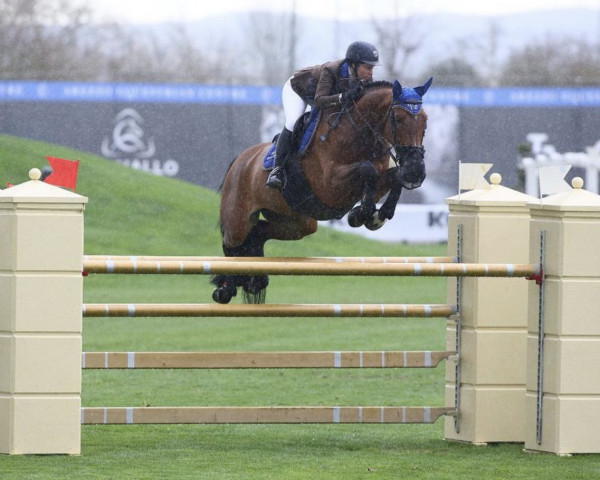 jumper Enanda (KWPN (Royal Dutch Sporthorse), 2009, from Nabab de Rêve)