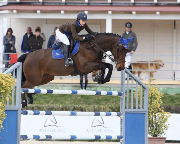 Springpferd Grande Dieni (KWPN (Niederländisches Warmblut), 2011, von Eldorado van de Zeshoek)