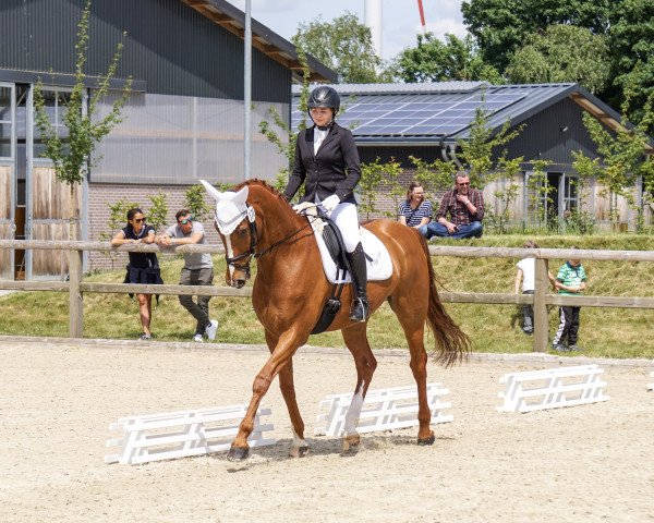 dressage horse Duke (Hanoverian, 2008, from Don Schufro) dressage horse Duke (Hanoverian, 2008, from Don Schufro)