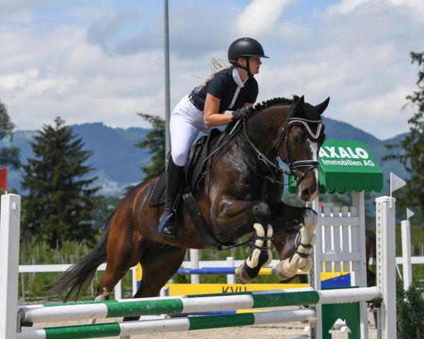 Springpferd Cosmolith K (Holsteiner, 2013, von Centurion)