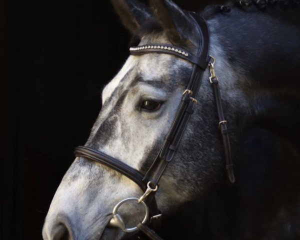 jumper Hi´Carell (German Sport Horse, 2018, from HICKSTEAD WHITE)