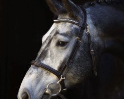 jumper Hi´Carell (German Sport Horse, 2018, from Hickstead White)