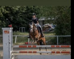 jumper Johnny Blue Oe (Pony without race description, 2011, from Gentleman)