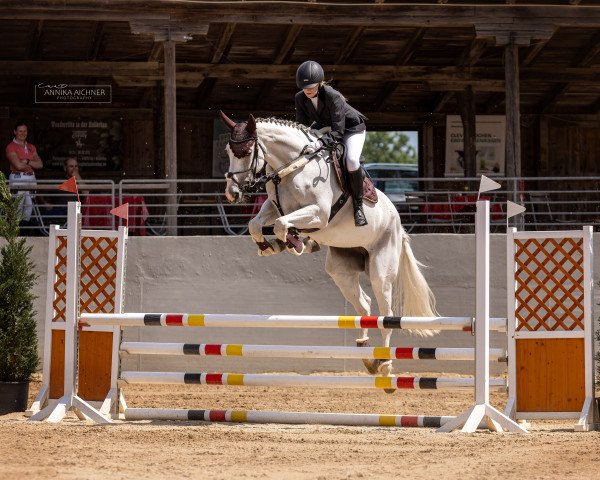 jumper Catania Blue (Westphalian, 2018, from Cascavelle NT)