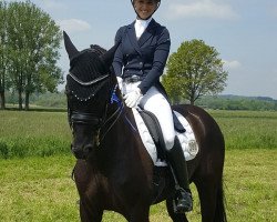 Cavallo da Dressage Sir Sandrino 3 (Württemberger, 2009, di Sir Alfred)