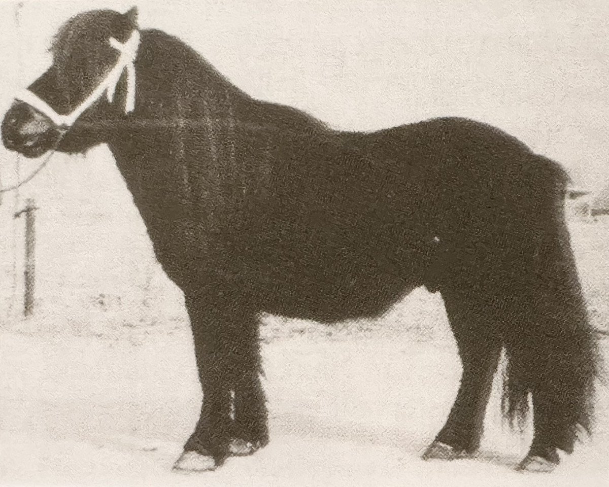 stallion Firo van de Vennen (Shetland Pony, 1970, from Supreme of Marshwood)