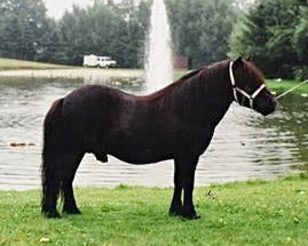 stallion Rosson of Transy (Shetland Pony, 1970, from Pericles of Netherley) stallion Rosson of Transy (Shetland Pony, 1970, from Pericles of Netherley)