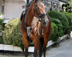 jumper Cola Korn 4 (Holsteiner, 2019, from Calinello)