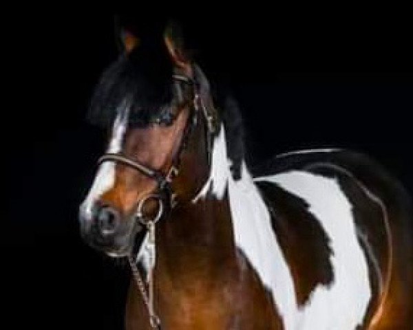 Deckhengst Carwyn d'Isky (Französisches Pony, 2012, von Machno Carwyn)