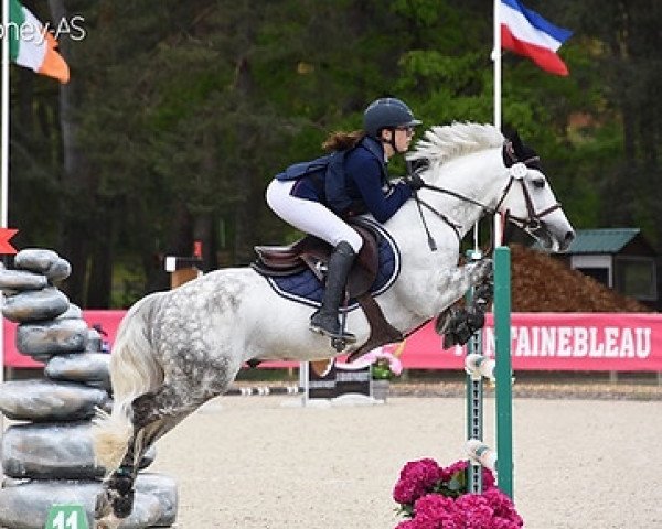 stallion Darwin D'Isky (French Pony, 2013, from Machno Carwyn)