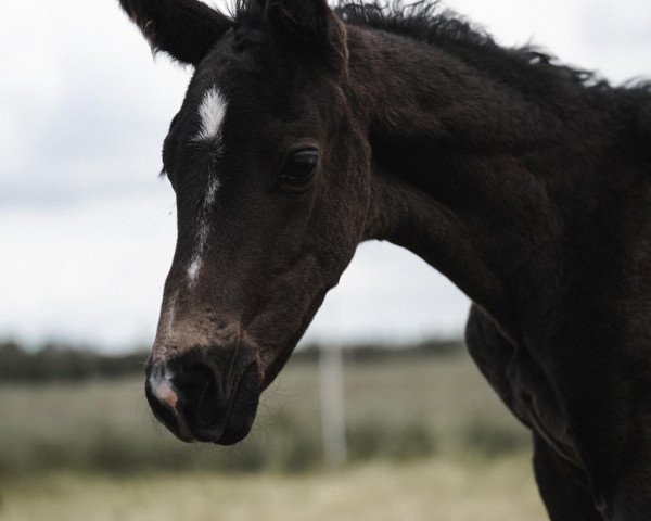 broodmare Miss Dior T (Hanoverian, 2021, from DSP Marc Cain)