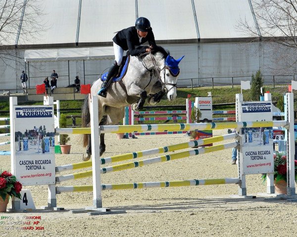jumper Faraway del Colle (Holsteiner, 2013, from Corofino I)