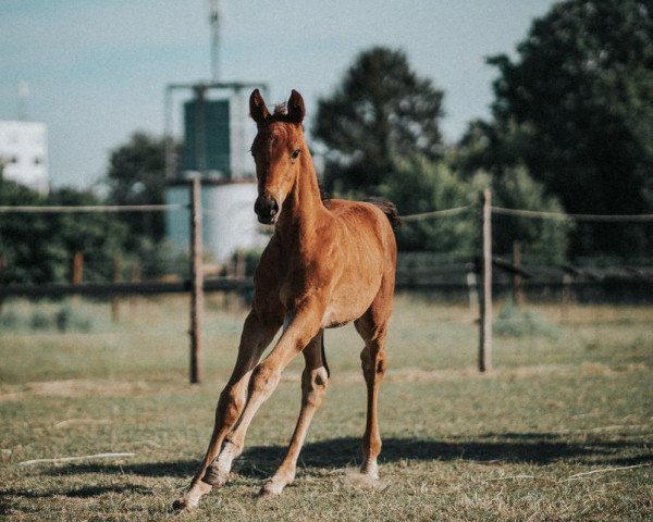 broodmare Grace T (Hanoverian, 2022, from Galaxy)