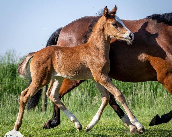 Pferd Copyright Champion JB (Deutsches Reitpony, 2023, von FS Champion de Luxe)