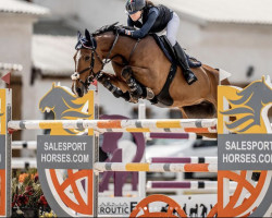 jumper Excuse Me (KWPN (Royal Dutch Sporthorse), 2009, from Mr Blue)