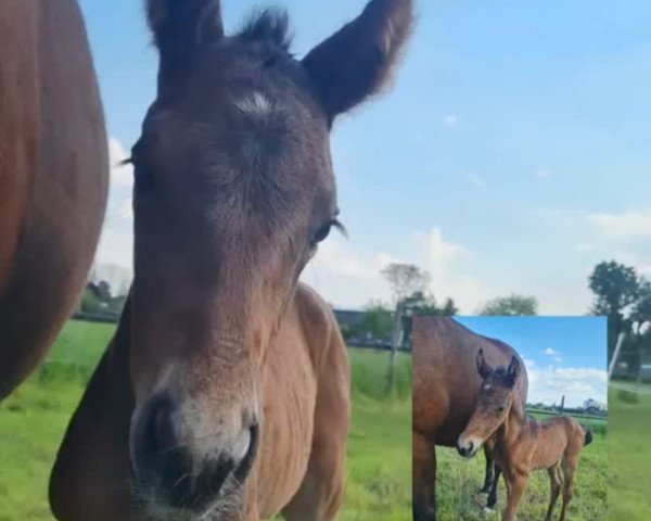 broodmare Velina T (Rhinelander, 2023, from Van Dijk)